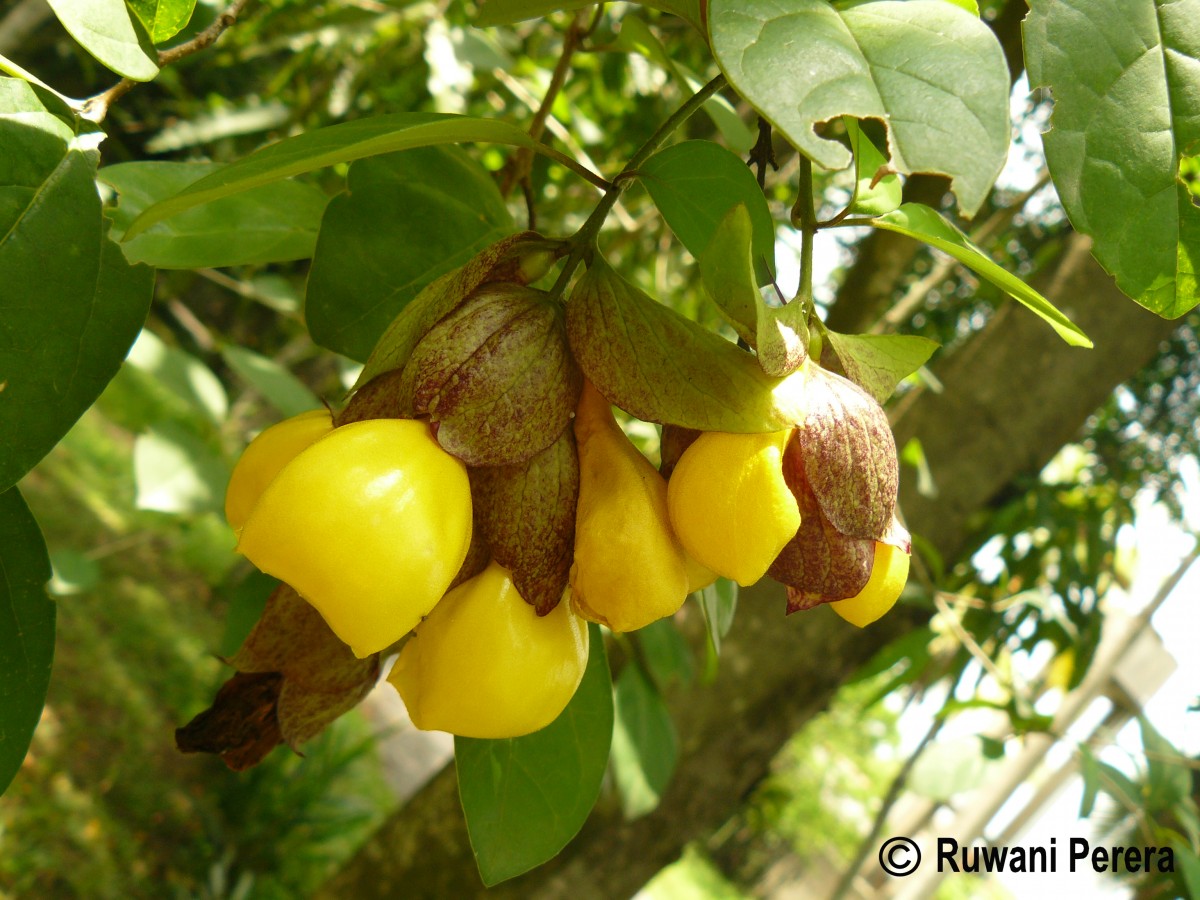 Gmelina philippensis Cham.